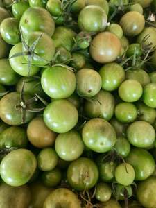 Green tomatoes (spray free)