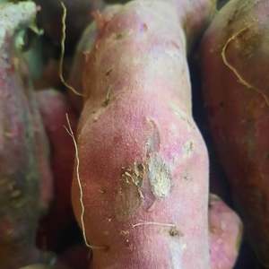 Kumera (Organic)