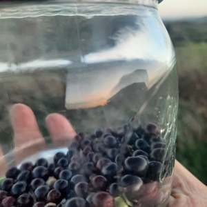 Herbal Teas: Elderberry Tea - Waikato grown & spray free