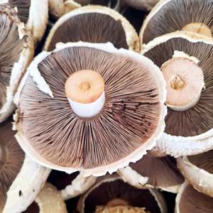Products: Mushrooms - Portabello (Organic)