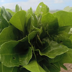 Spinach (spray free)