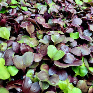 Salads: Radish Microgreens (spray free)