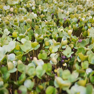 Salads: Broccoli Microgreens