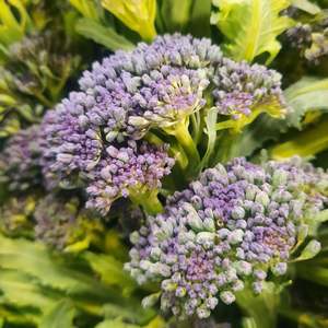 Broccoli - Purple sprouting (Organice)