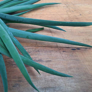 Spring onion (The Micro Farm)