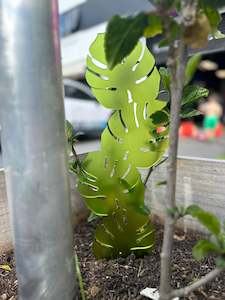 Business Market Must Haves: Monstera Climber