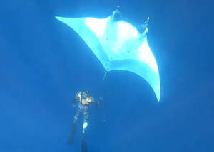 Whai rahi/Manta Ray & Freediving, Whitianga