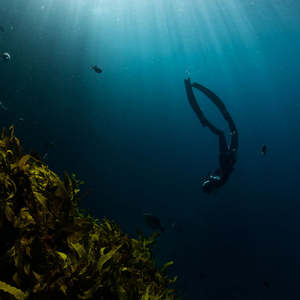 Freediving Courses Trips: Freedive Day Trip, Whitianga