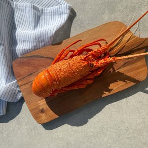 All Fresh Fish — Seafood — Saltwater Seafoods: Western Australian Lobster (Cooked) - Saltwater Seafoods NZ