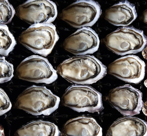 Marlborough Oysters (Dozen) - Saltwater Seafoods NZ