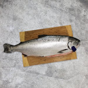 All Fresh Fish — Seafood — Saltwater Seafoods: Whole Salmon (Gutted) Each - Saltwater Seafoods NZ