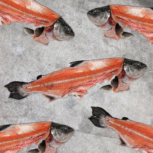 All Fresh Fish — Seafood — Saltwater Seafoods: Salmon Heads + Frames 1KG - Saltwater Seafoods NZ