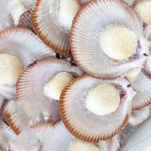 All Fresh Fish — Seafood — Saltwater Seafoods: Half Shell Scallops Roe-Off (Each) - Saltwater Seafoods NZ