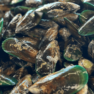 All Fresh Fish — Seafood — Saltwater Seafoods: Live Mussels - Saltwater Seafoods NZ