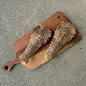 All Fresh Fish — Seafood — Saltwater Seafoods: Morton Bay Bug (Balmain Bug, Slipper Lobster) - Saltwater Seafoods NZ