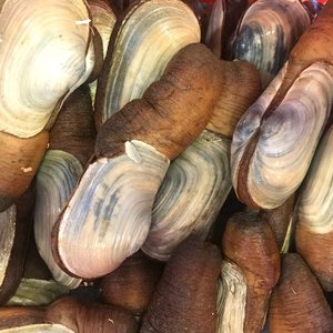 All Fresh Fish — Seafood — Saltwater Seafoods: Fresh Geoduck Clam - Saltwater Seafoods NZ