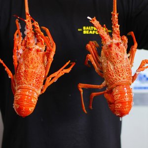All Fresh Fish — Seafood — Saltwater Seafoods: Crayfish (Whole Cooked) Each - Saltwater Seafoods NZ