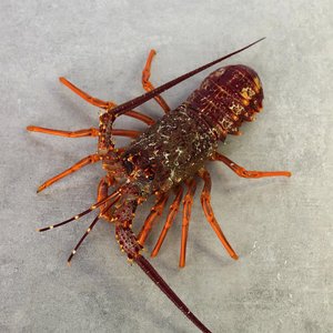 All Fresh Fish — Seafood — Saltwater Seafoods: Crayfish (Whole Fresh) - Saltwater Seafoods NZ