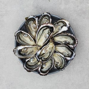 All Fresh Fish — Seafood — Saltwater Seafoods: Te Matuku Oysters (Dozen) - Saltwater Seafoods NZ