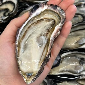 All Fresh Fish — Seafood — Saltwater Seafoods: Jumbo Oyster (Each) - Saltwater Seafoods NZ