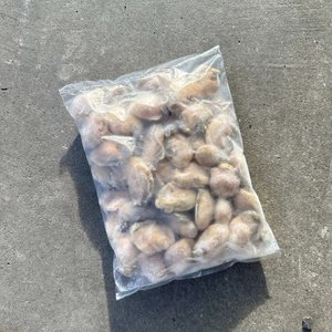 All Fresh Fish — Seafood — Saltwater Seafoods: Large Frozen Oyster Meat - Saltwater Seafoods NZ