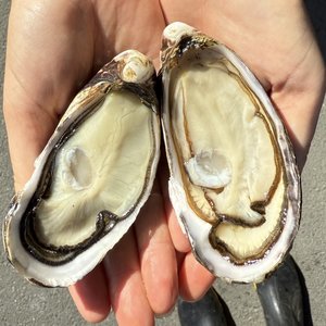 All Fresh Fish — Seafood — Saltwater Seafoods: Te Kouma Oysters - Saltwater Seafoods NZ