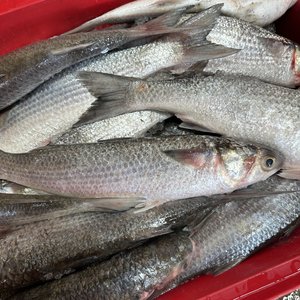 All Fresh Fish — Seafood — Saltwater Seafoods: Whole Mullet 1KG - Saltwater Seafoods NZ
