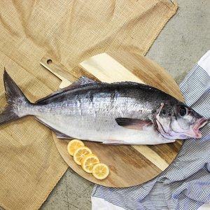 All Fresh Fish — Seafood — Saltwater Seafoods: Whole Moki (2KG) - Saltwater Seafoods NZ