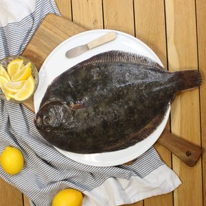 All Fresh Fish — Seafood — Saltwater Seafoods: Whole Turbot 1KG - Saltwater Seafoods NZ