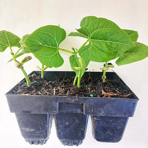 Products: Seedling - Beans, Blue Lake Runner, 6 seedlings