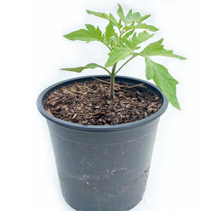 Products: Seedling - Tomato, Beefsteak Marmande, 1 seedling