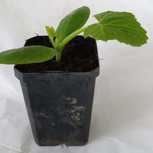 Products: Seedling - Zucchini Mamba, 1 seedling