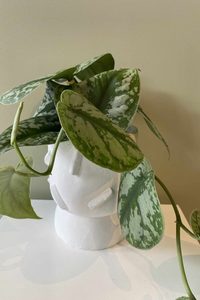 Products: Anthurium Plant - Samantha Rose Flowers Ashburton Florist NZ