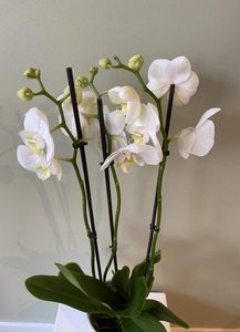 Products: Pink Flimingo Anthurium - Samantha Rose Flowers Ashburton Florist NZ