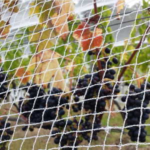 Netting Plastics: 4m x 50m Economy Bird Net