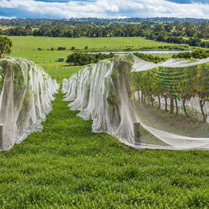 300m Vine Bird Net