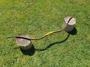 Bows: Scythian - Black series