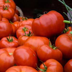 Pasta Sauce