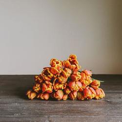 Our Flowers: Flowers of the Season