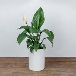 Plants: Peace Lily