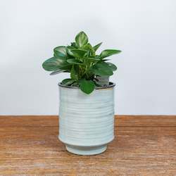 Plants: Peperomia Green