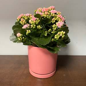 Plants: Kalanchoe