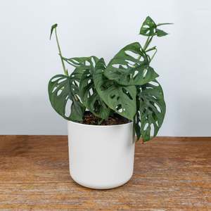 Monstera Monkey Mask