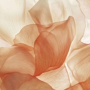 Desert Bloom · A Continuance Insert