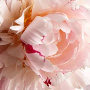 Onyx Collection: Jardin de Pivoines · Limited Edition · A Continuance Insert