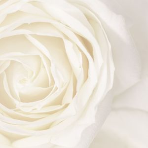 Serene Bloom · A Continuance Insert