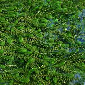Elodea (oxygen weed)