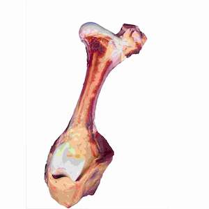 Dissection: Cow femur (whole, x1 pack) — frozen
