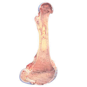 Cow femur (half, cut lengthwise, x1 pack) — frozen