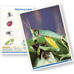 Topic Packs: Little Bugs